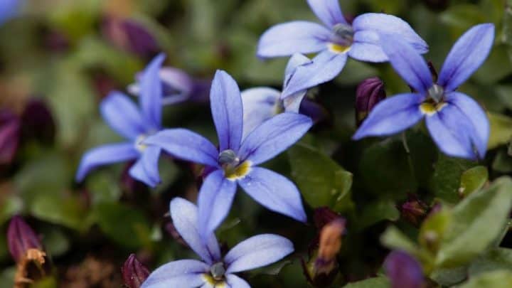 Kentucky Native Plants List: 8 Low Maintenance Ideas For Your KY Landscape
