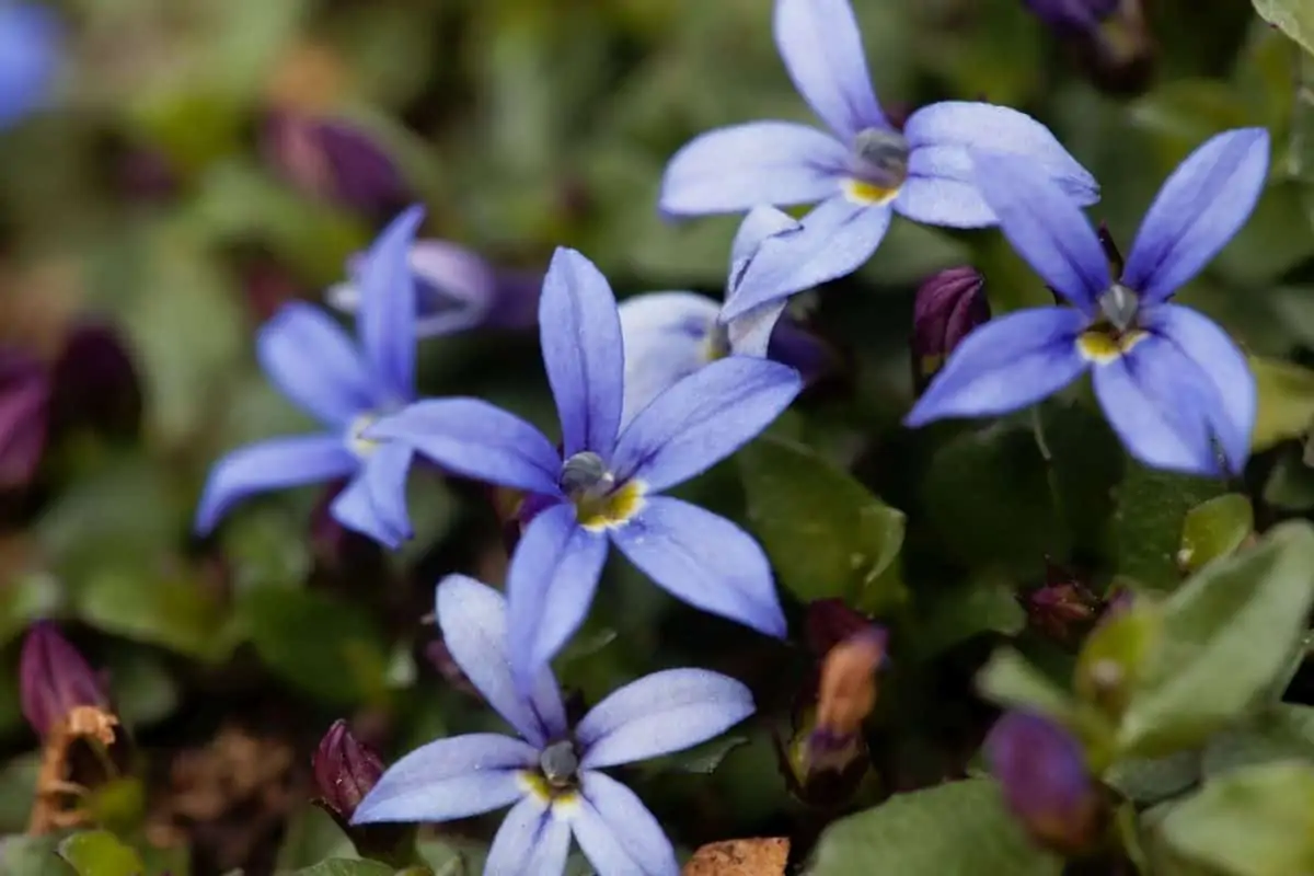 blue star flowers