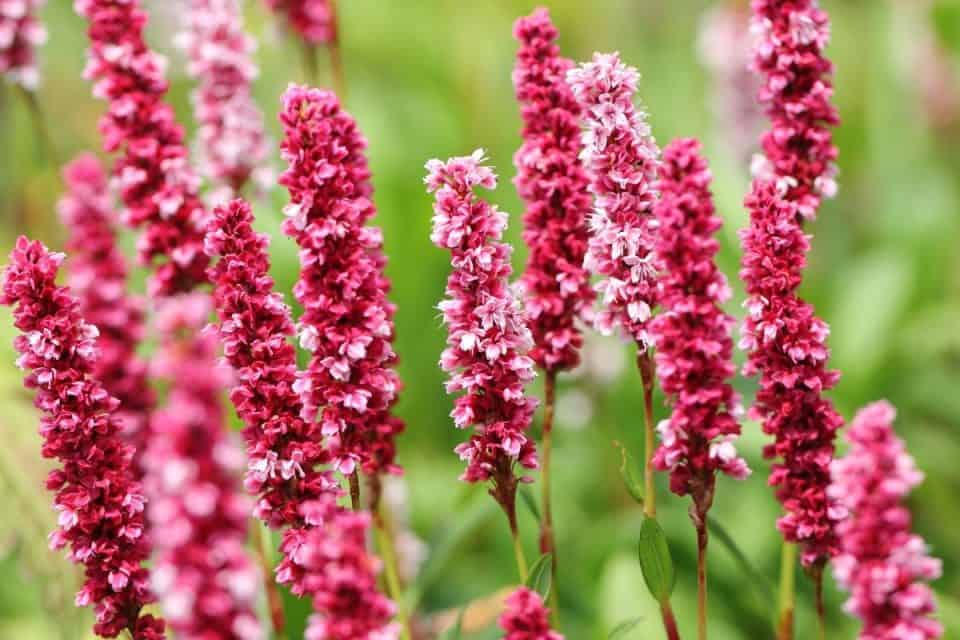 Washington Native Plants List 16 Beautiful Blooming Garden Flowers