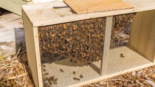 a box of packaged bees