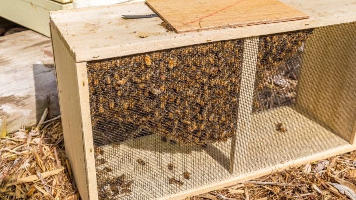 What Time Of Day Is Best To Install Package Bees?