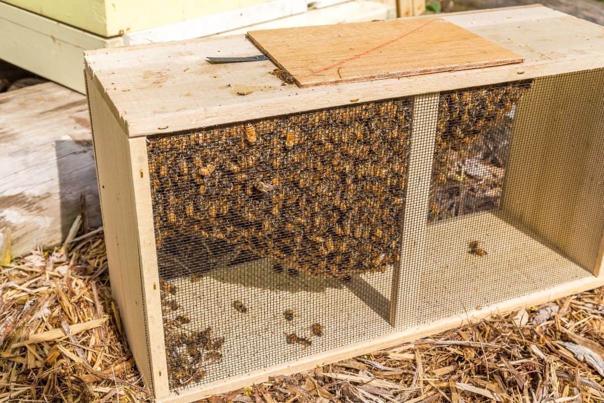 a box of packaged bees