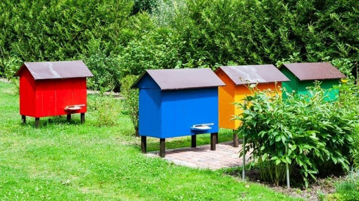 How Much Land Do I Need To Keep Bees Happy & Healthy?