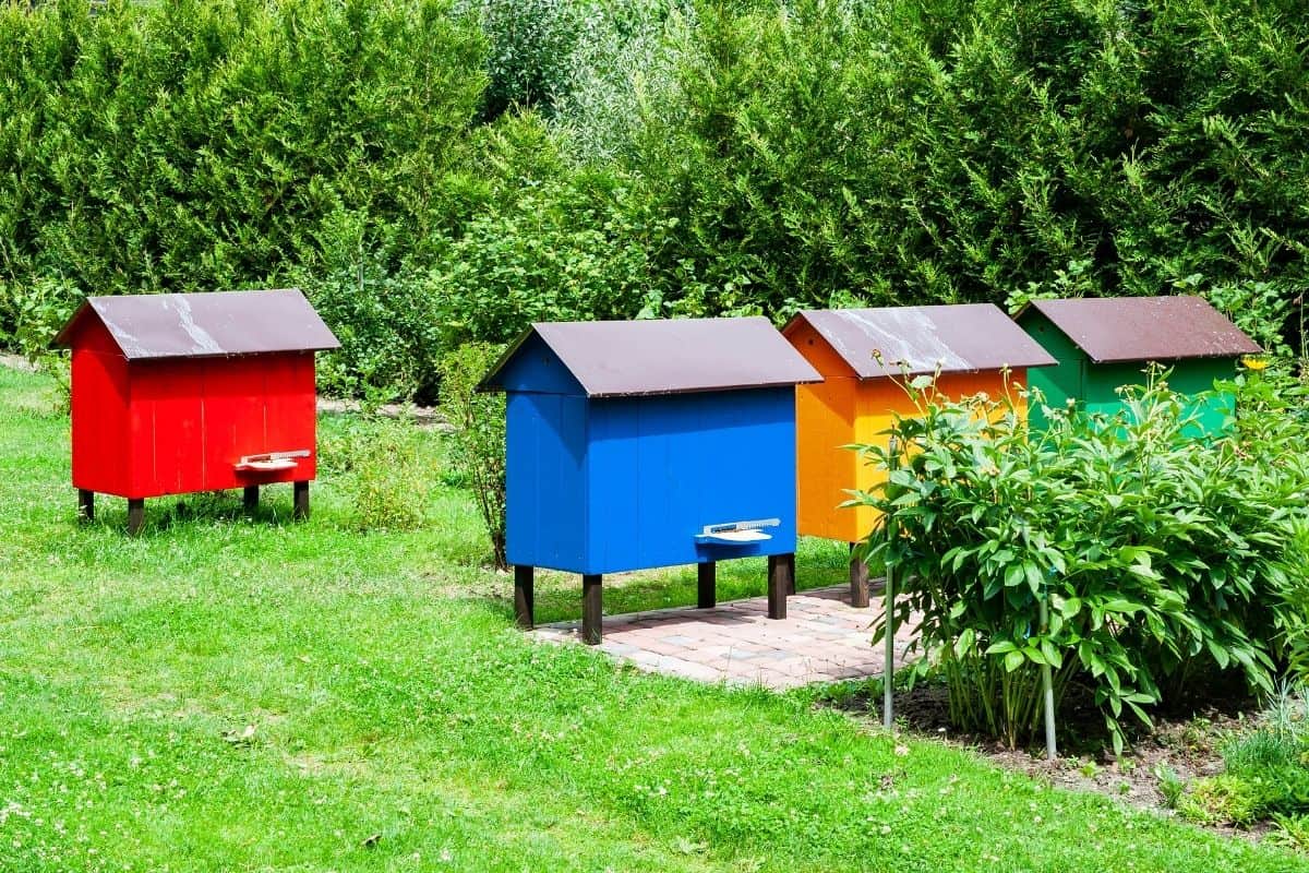 bright colored bee hives in the backyard