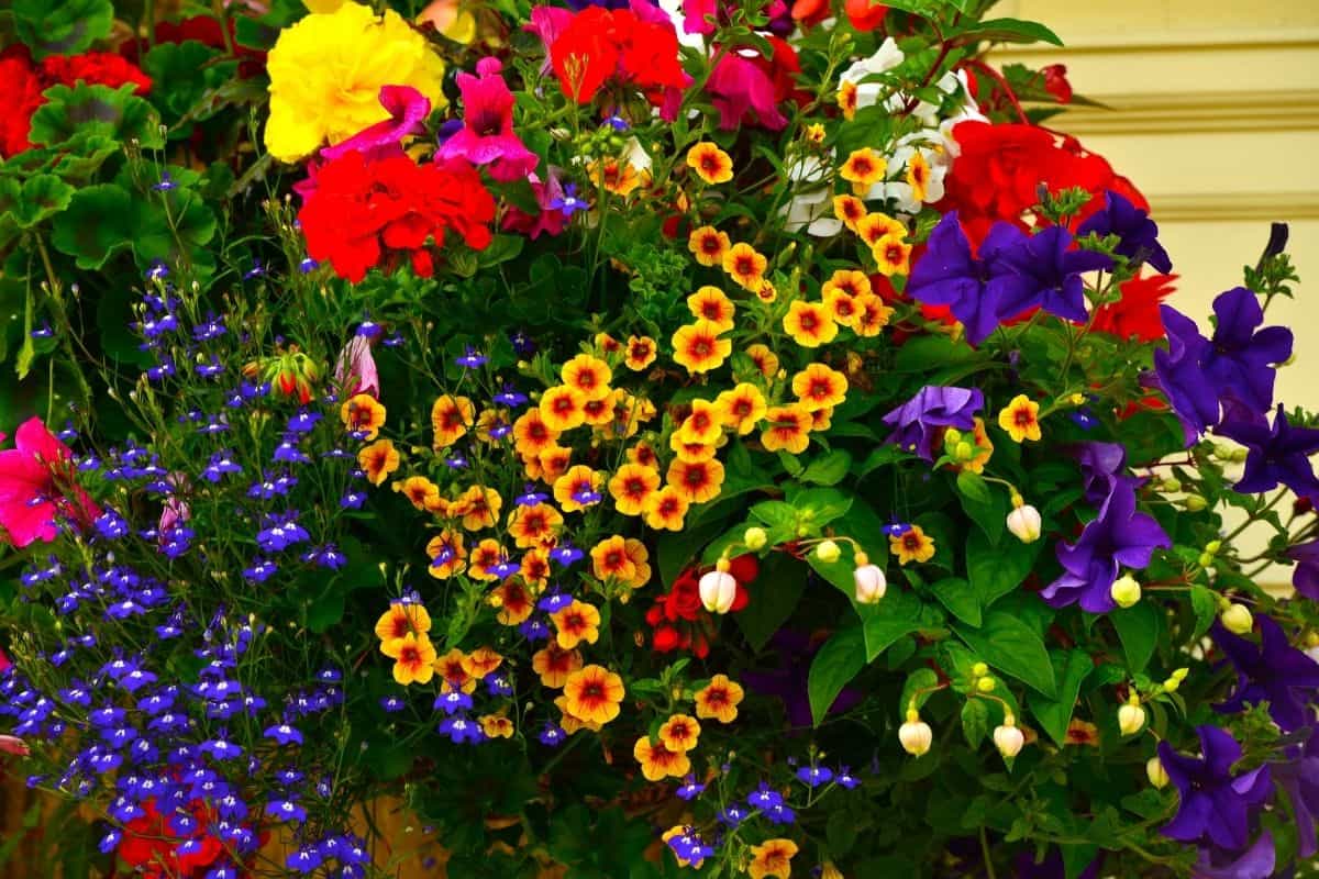 bright colored hanging basket