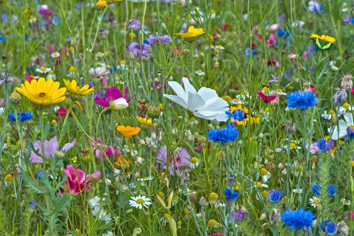 bright colored wildflower meadow