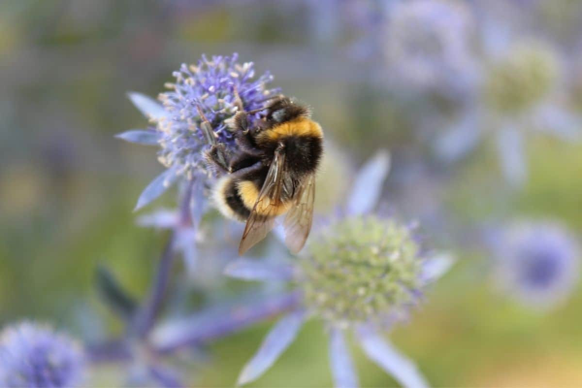 bumble bee on globe thistle