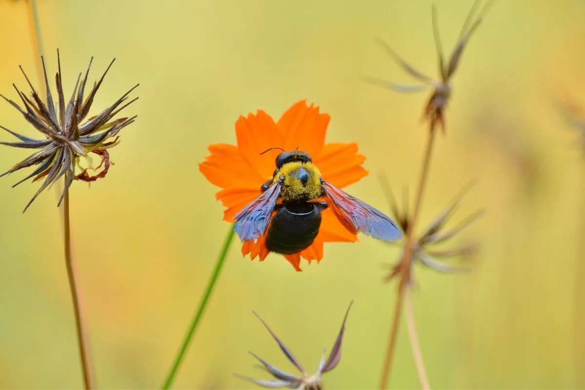 carpenter bee on orange flower