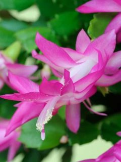 bright pink Christmas cactus flowers