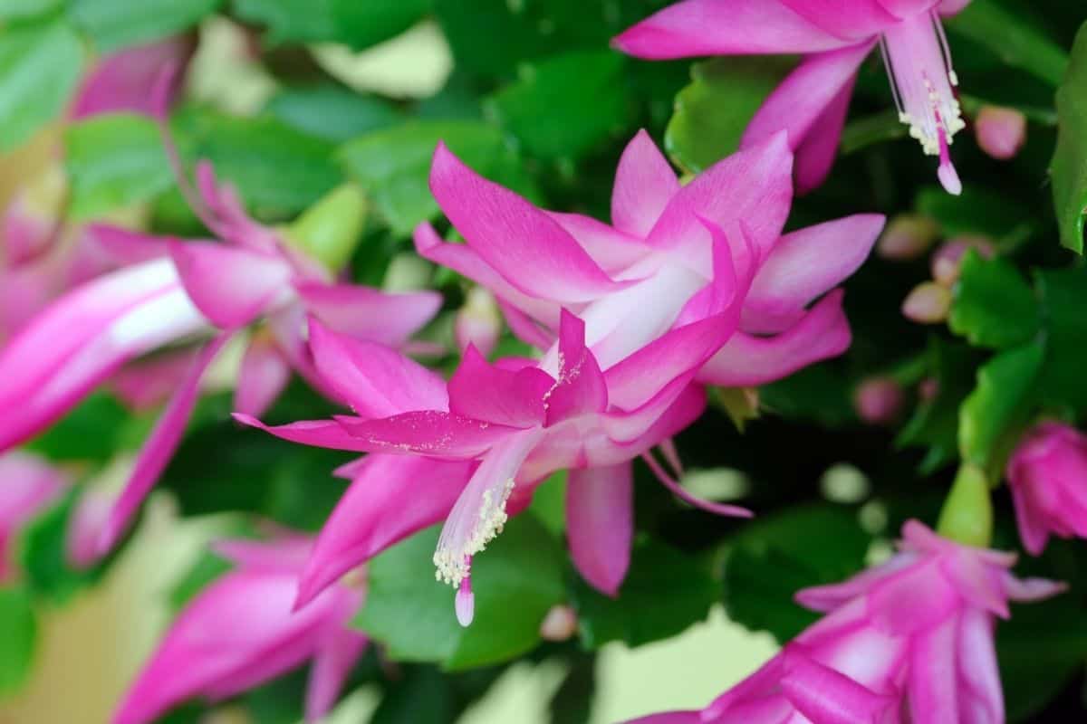 bright pink Christmas cactus flowers