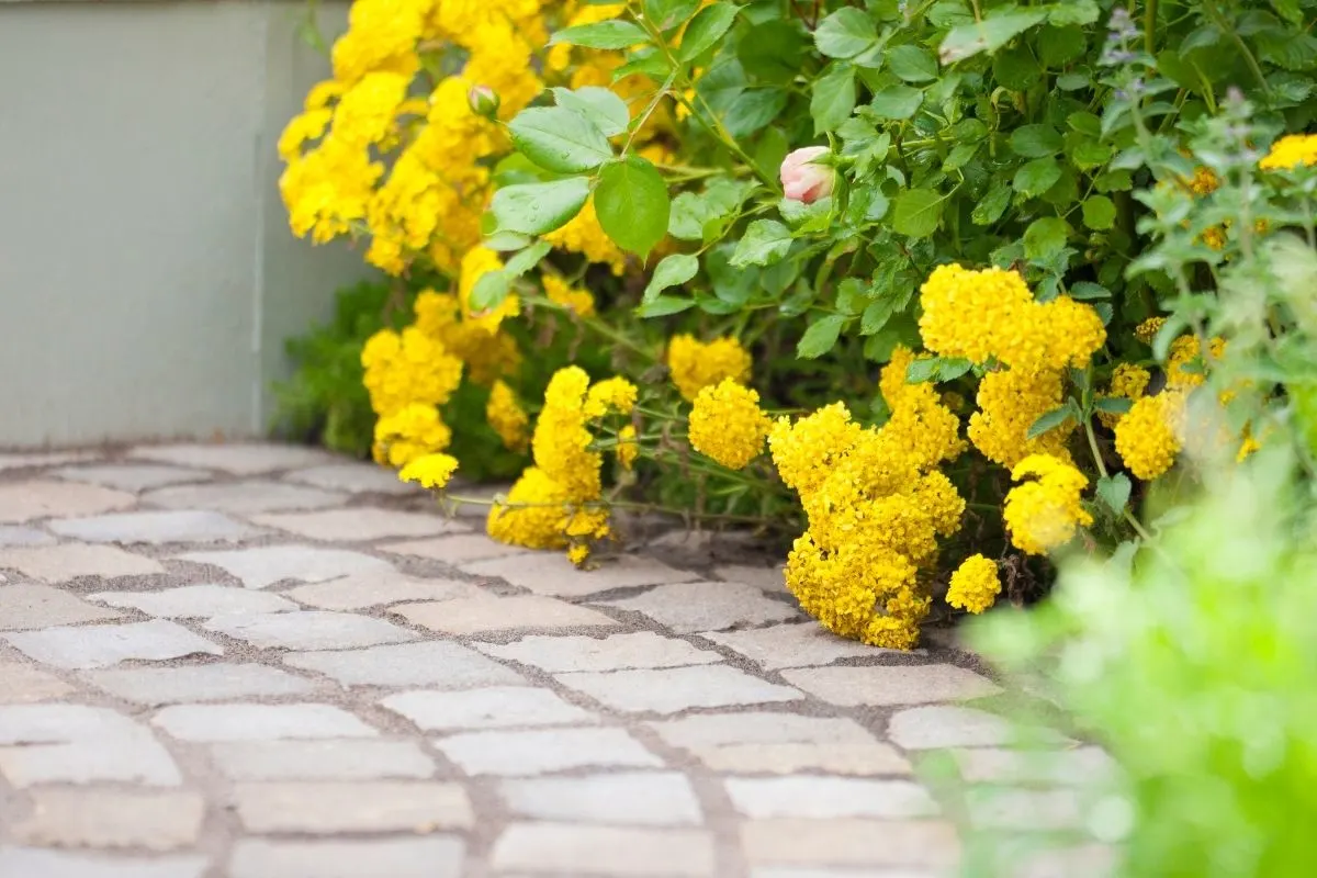 yellow flowers hugging a circular brick patio