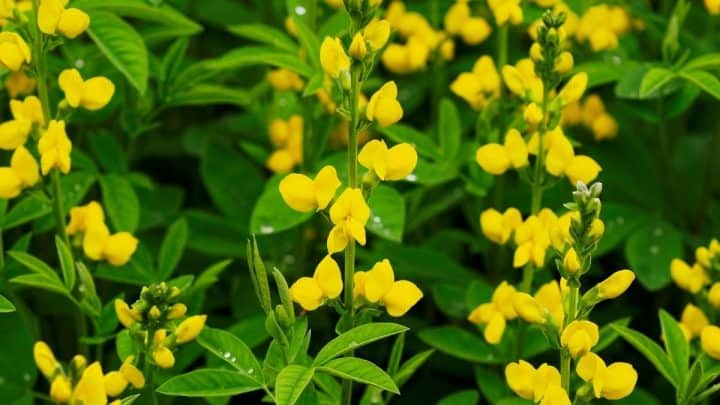 Louisiana Native Plants List: 8 Lively Flowers For Your Garden