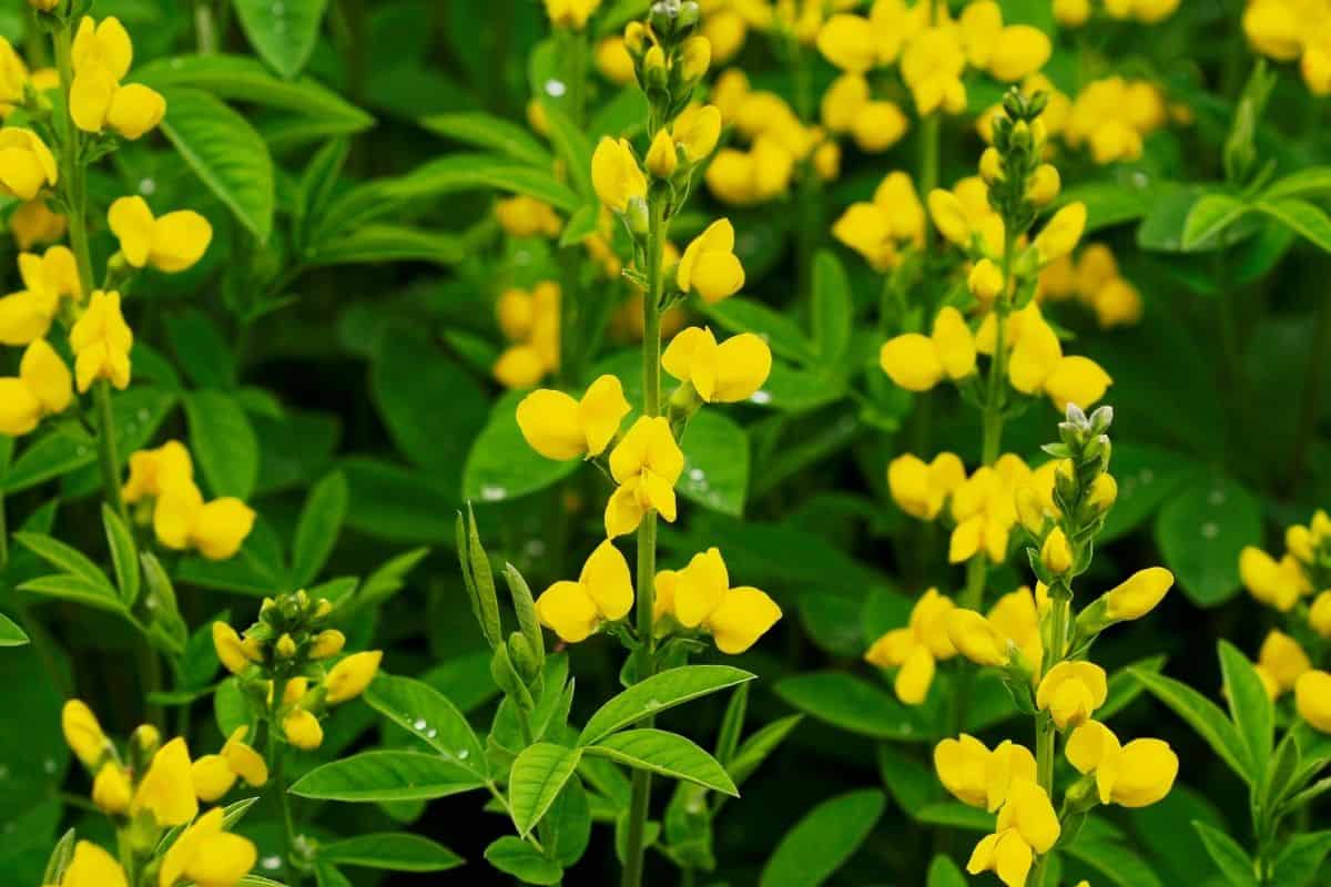 cream wild indigo flowers