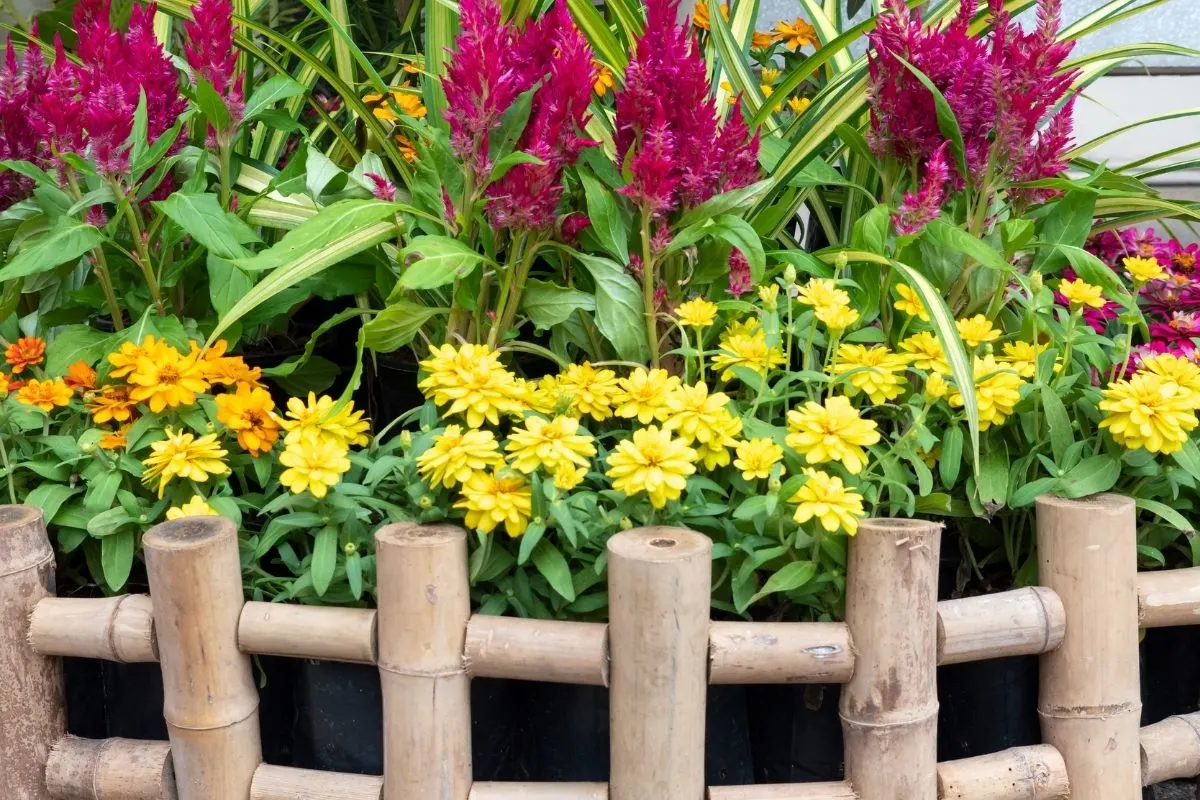 cute flower corner with colorful flowers behind a wooden fence