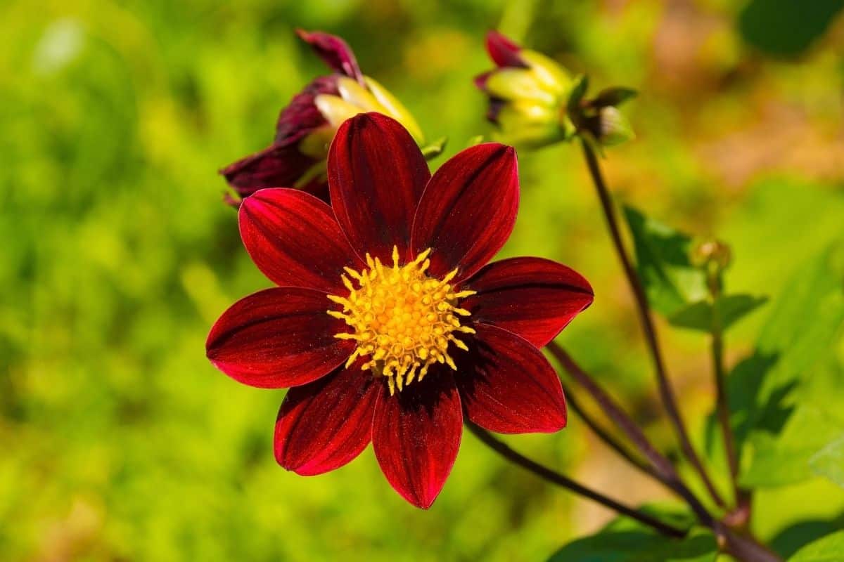 deep red dahlia bishop