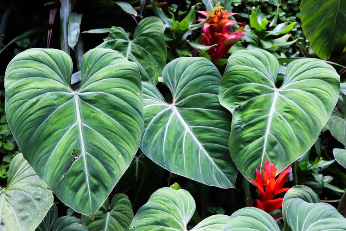 elephant ears plant