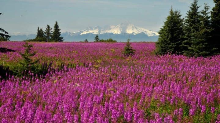 Wisconsin Native Plants List: 18 Beautiful Flowers for Gardening