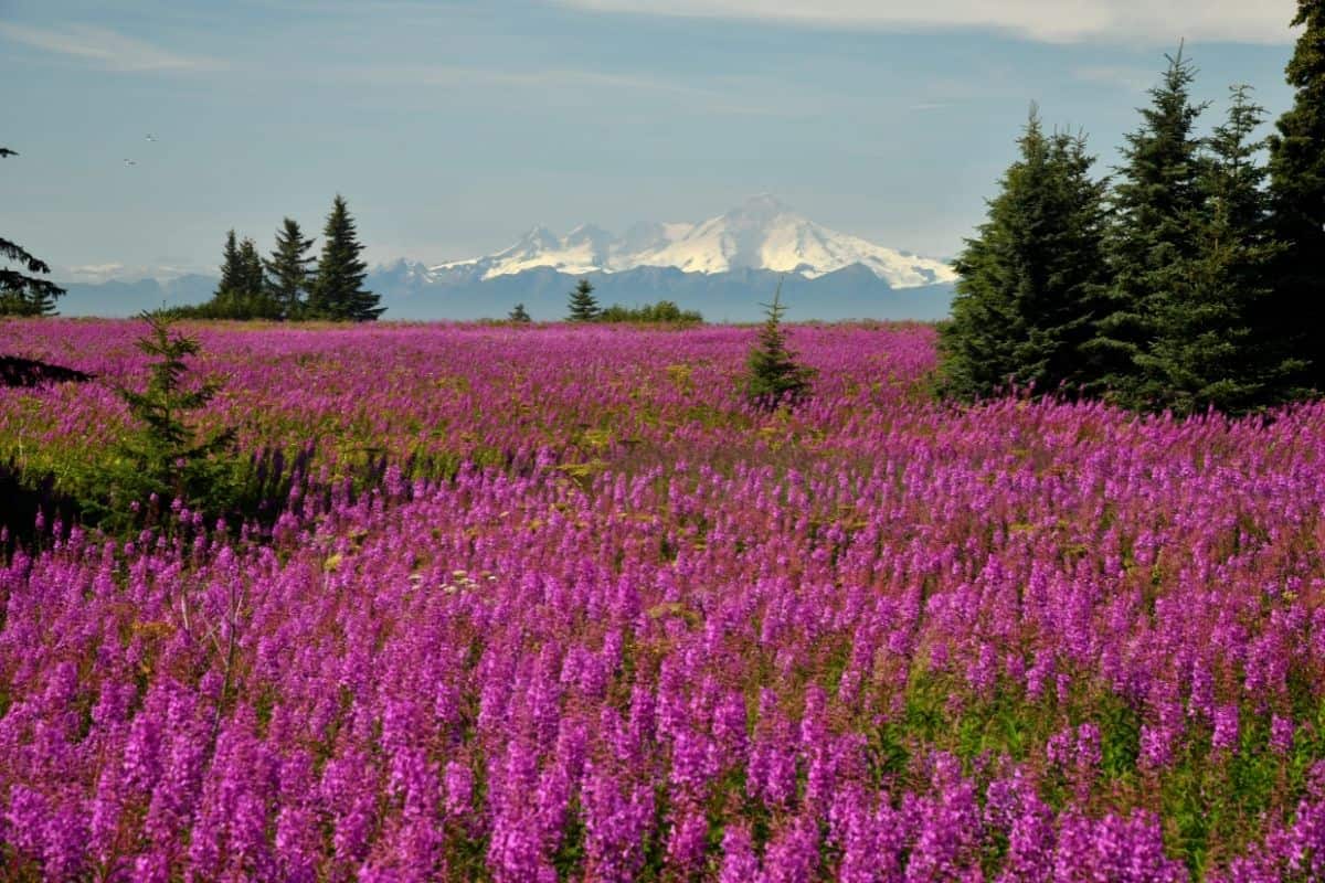 a field of fireweed flowers