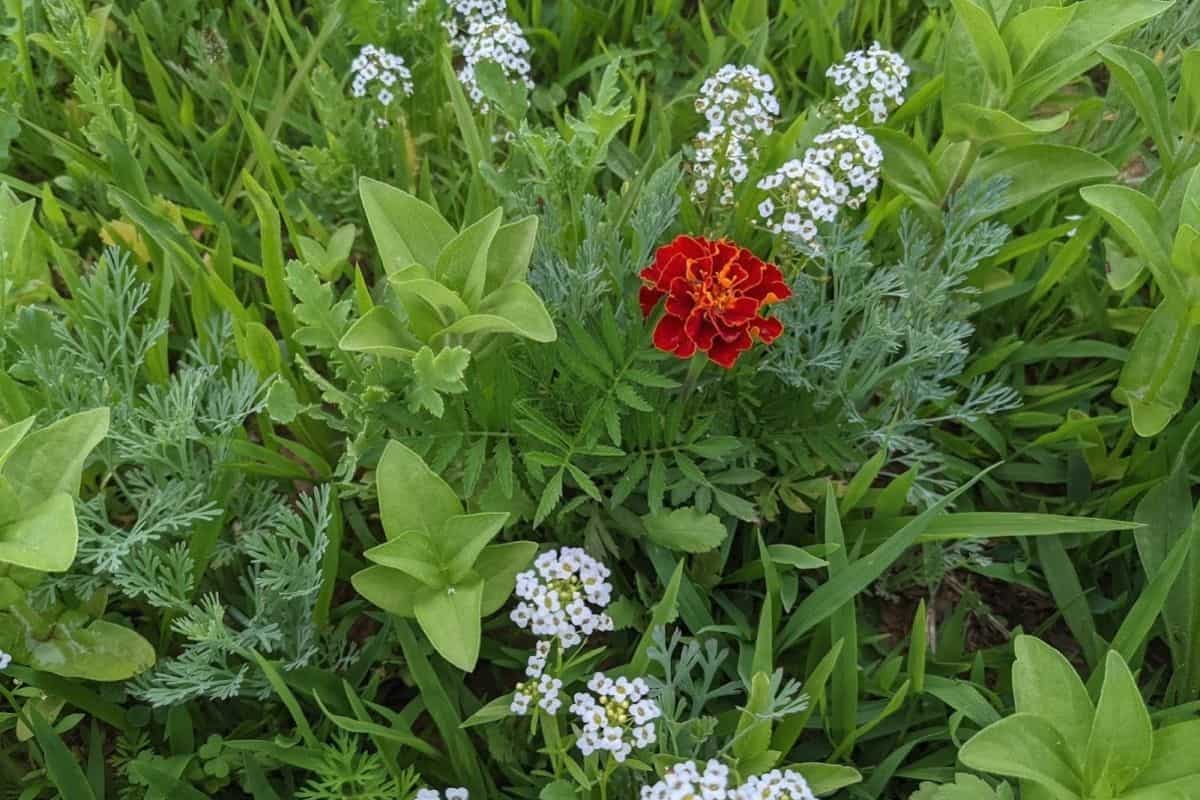 white allyssum and dark orange marigold flowers in my garden