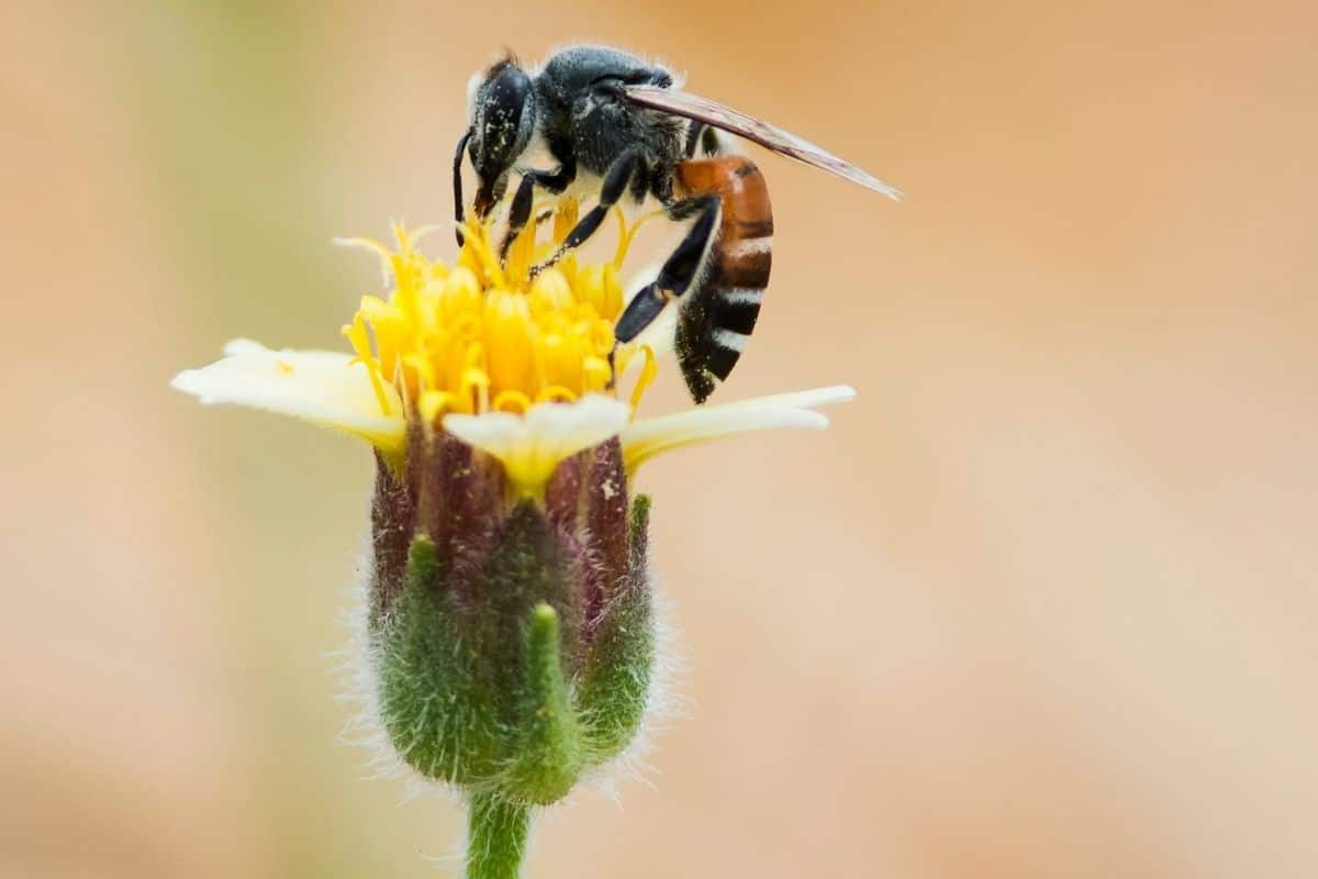 honey bee feeding on a flower