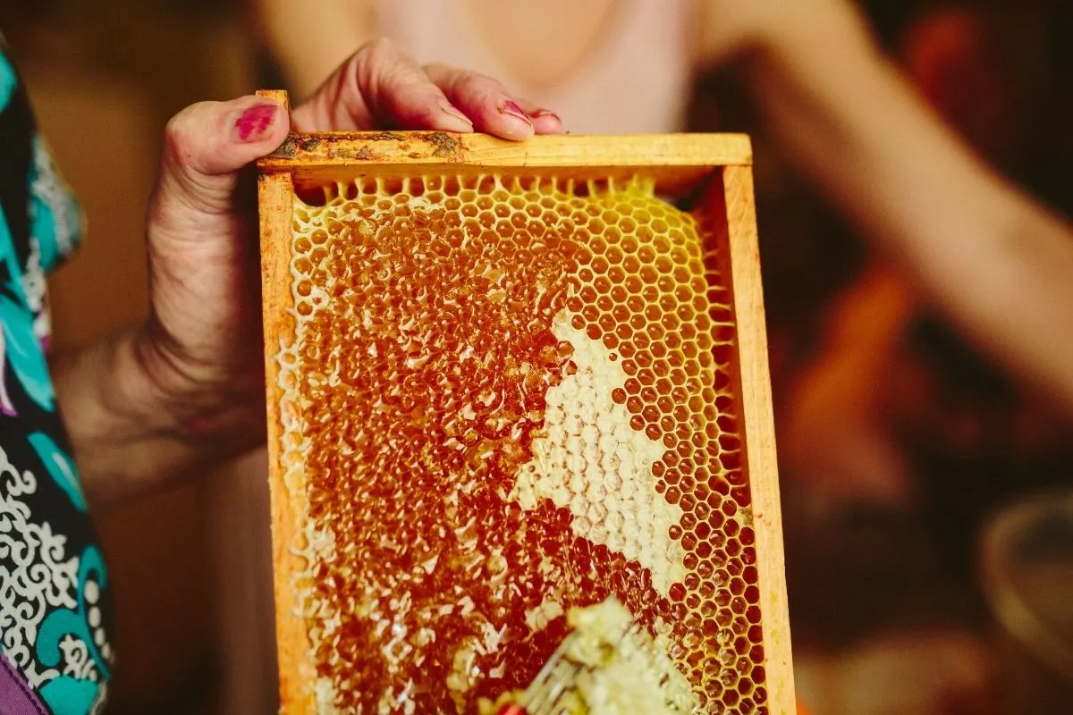 honeycomb frame, ready to harvest honey