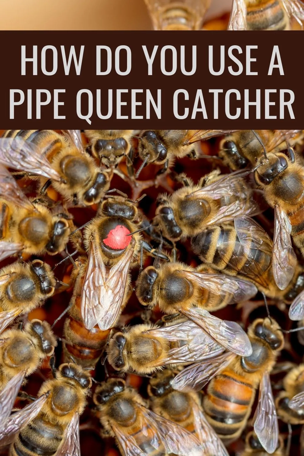 How Do You Use A Pipe Queen Catcher