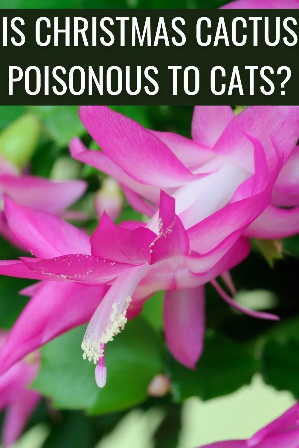 is Christmas cactus poisonous to cats? 