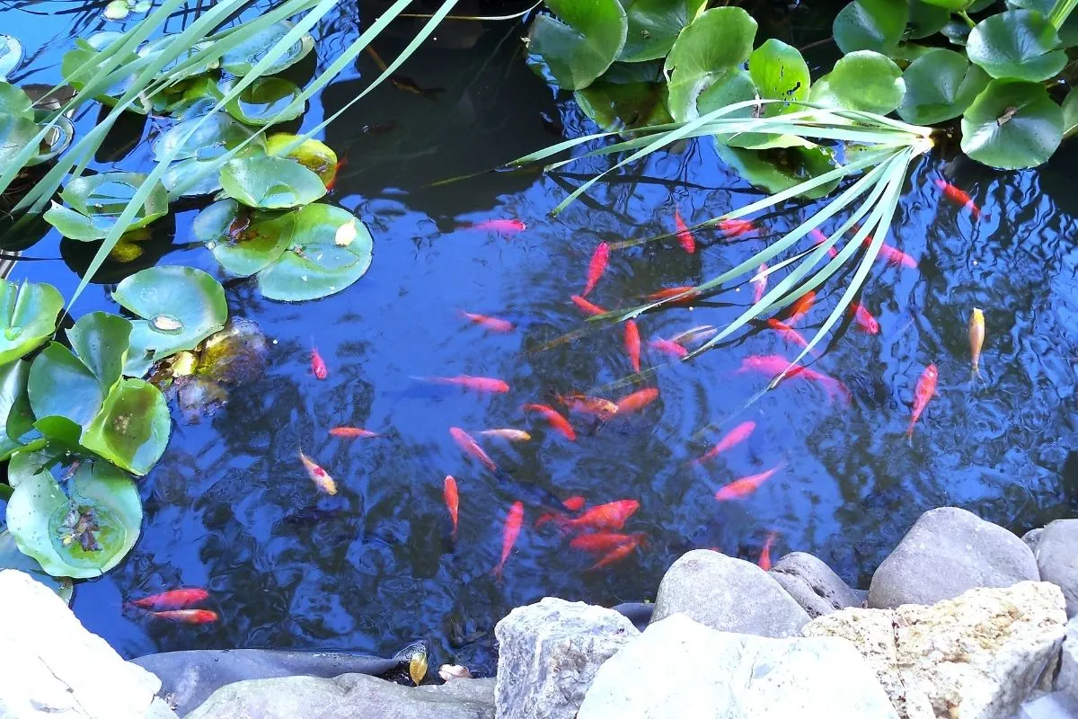 koy fish in a pond