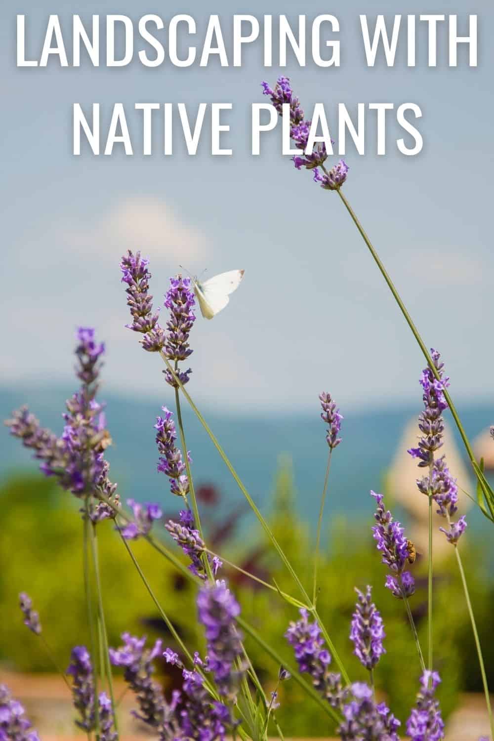Landscaping with native plant.