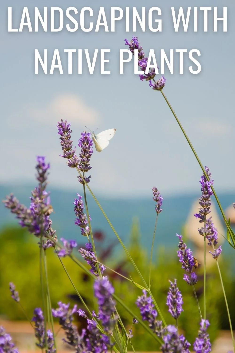 Landscaping with native plant.