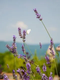 butterfly on lavender flowers
