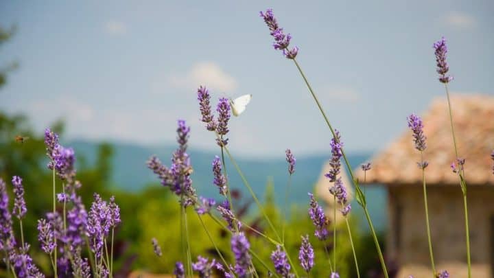 Landscaping With Native Plants To Help The Earth