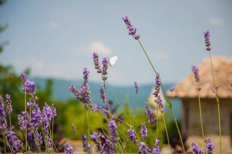butterfly on lavender flowers