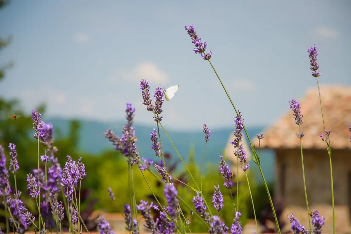 butterfly on lavender flowers
