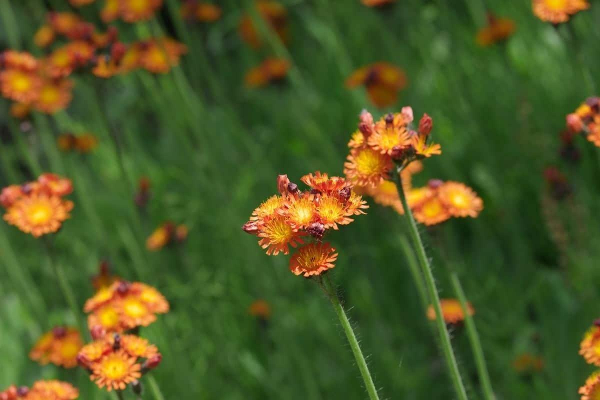 Agoseris aurantiaca