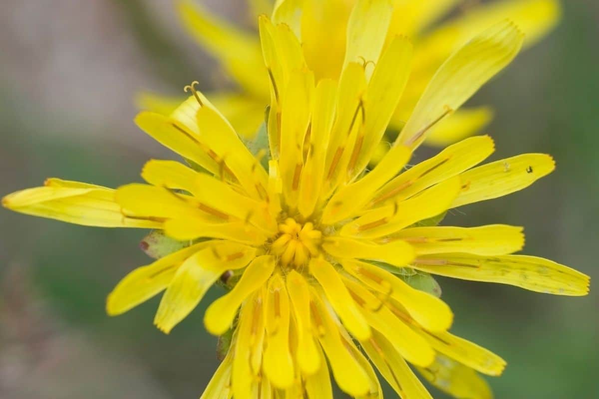 Agoseris glauca