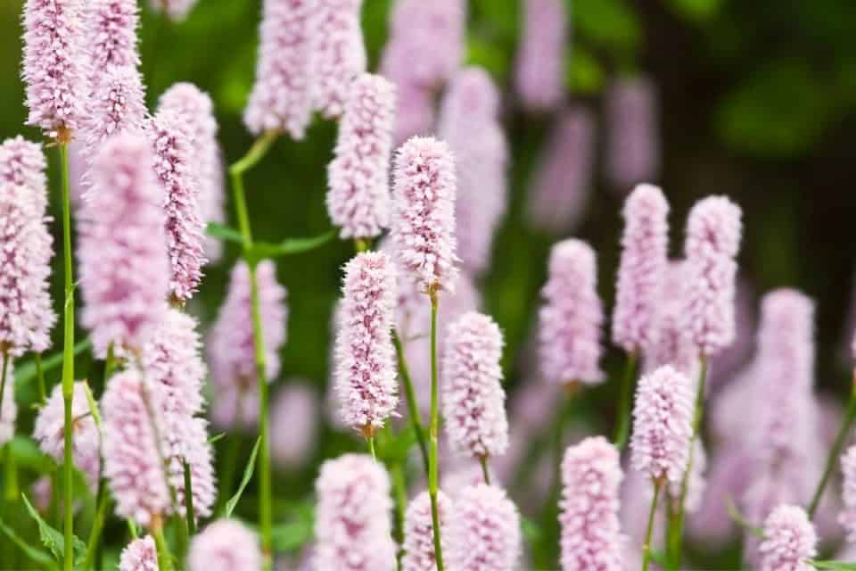 Washington Native Plants List 16 Beautiful Blooming Garden Flowers