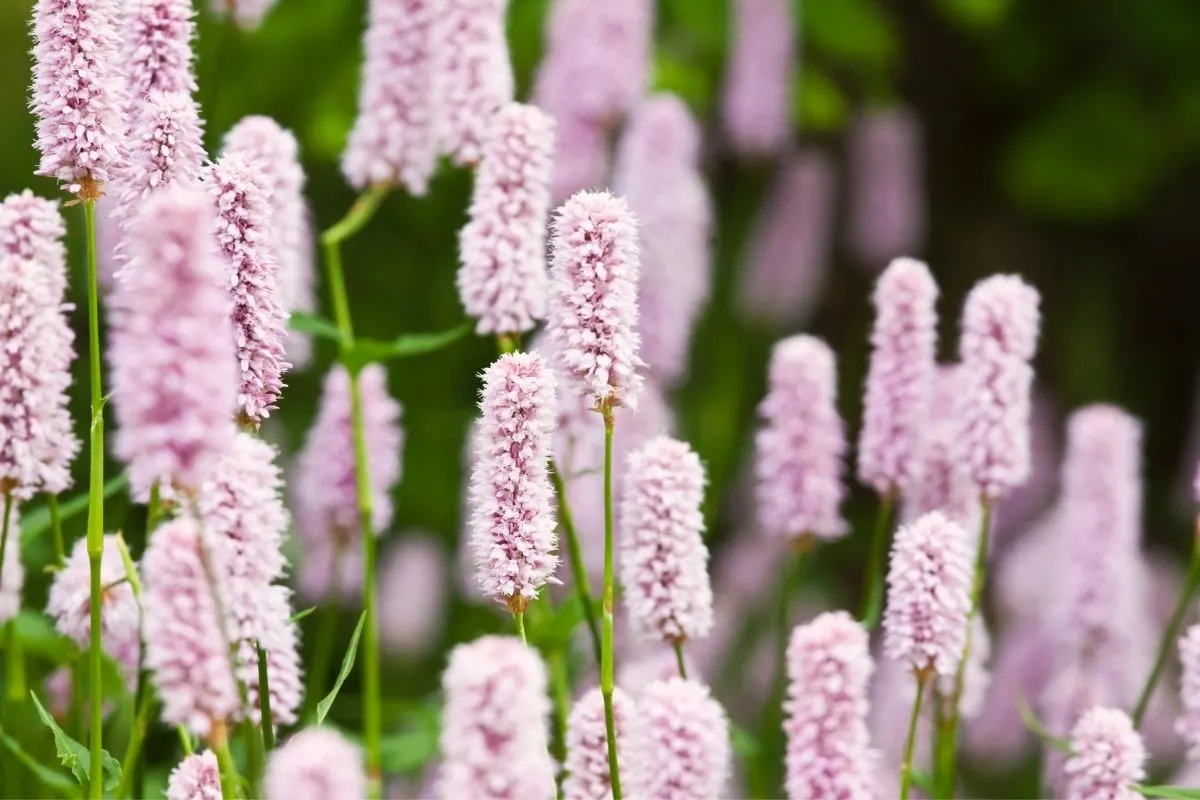 pink bottle brush flowers