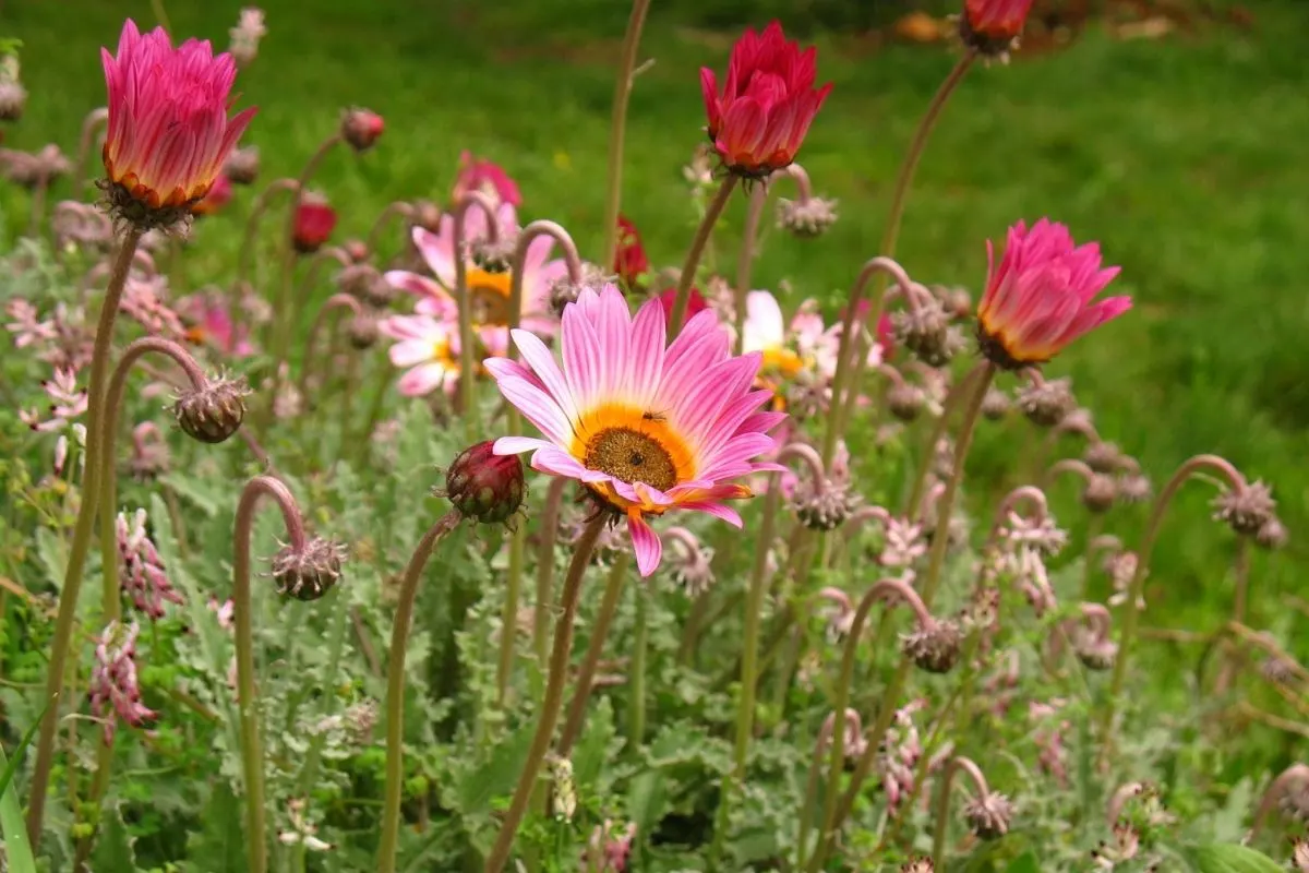 pink wildflowers