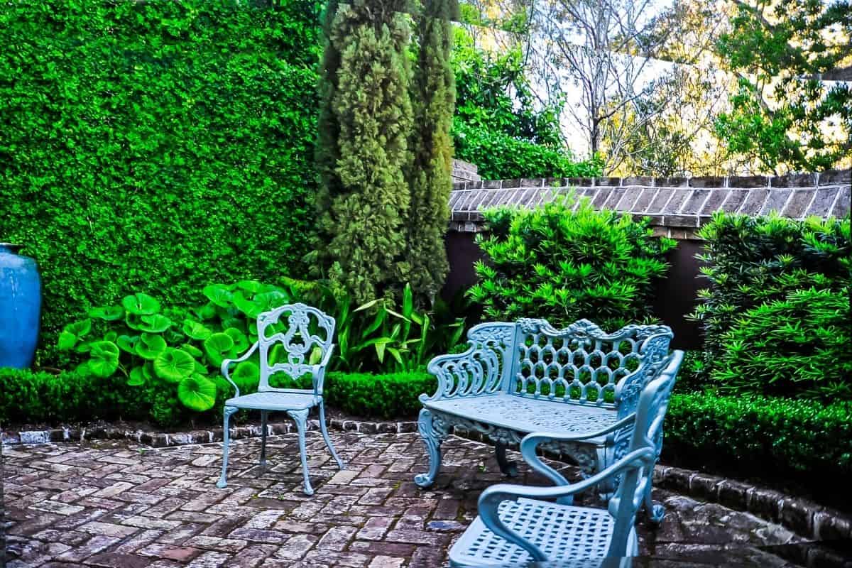 privacy hedge around patio