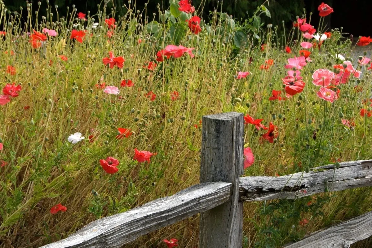 red poppies behind an old wooden fence