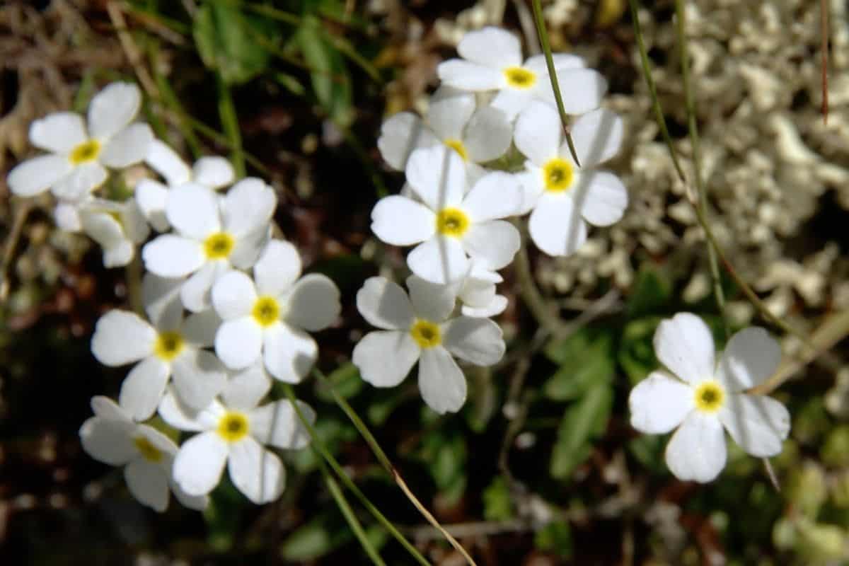 rock jasmine