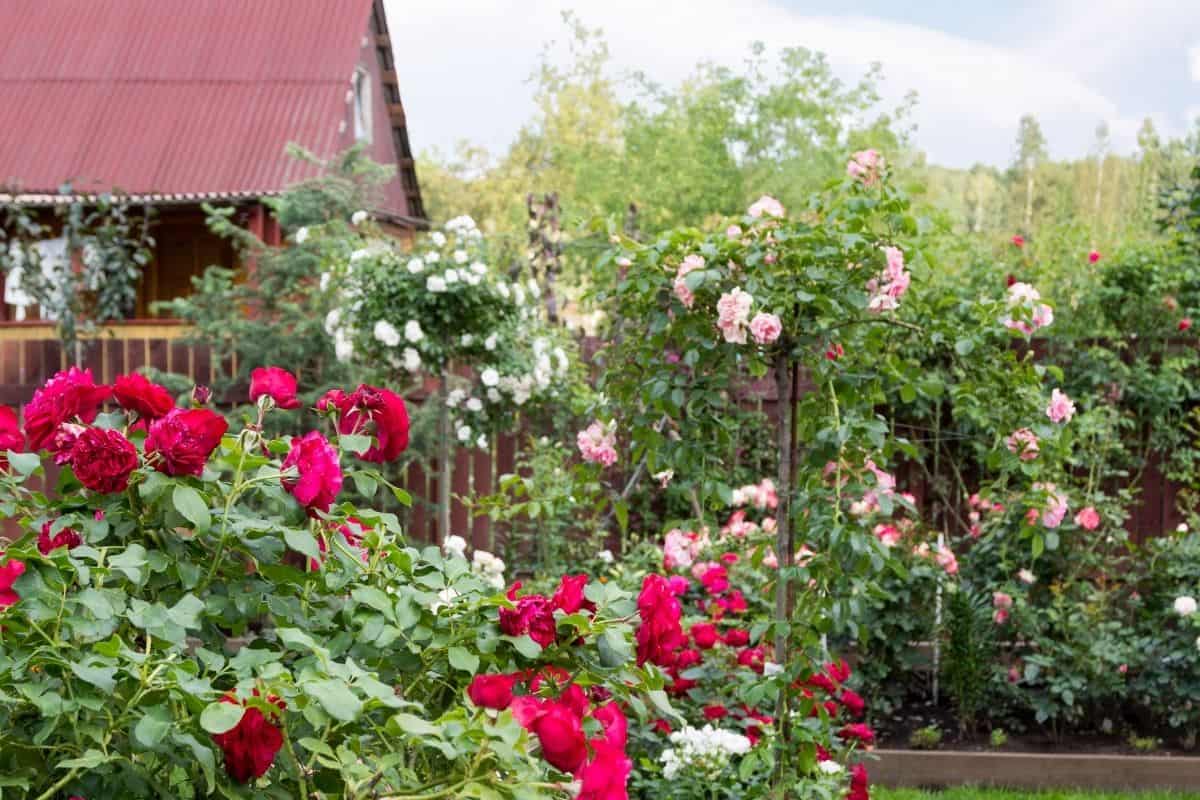 pink and red roses in the garden