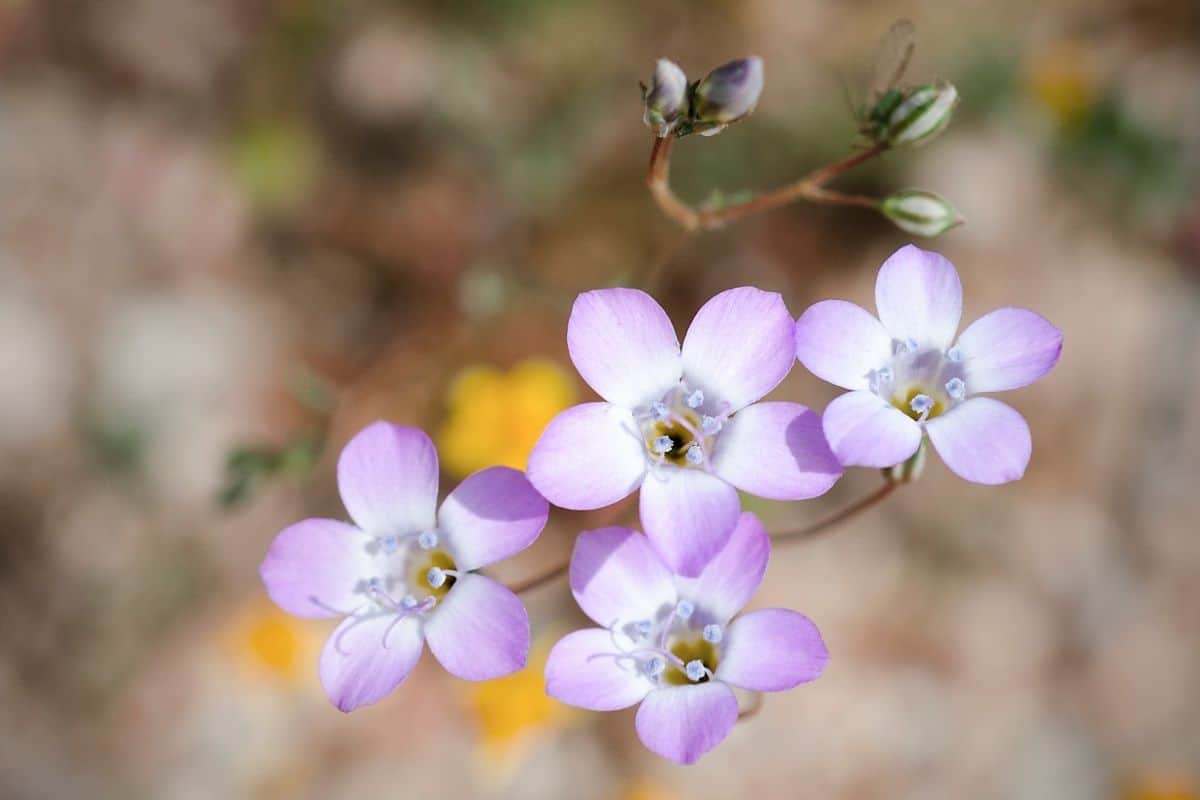 sticky gilia flowers