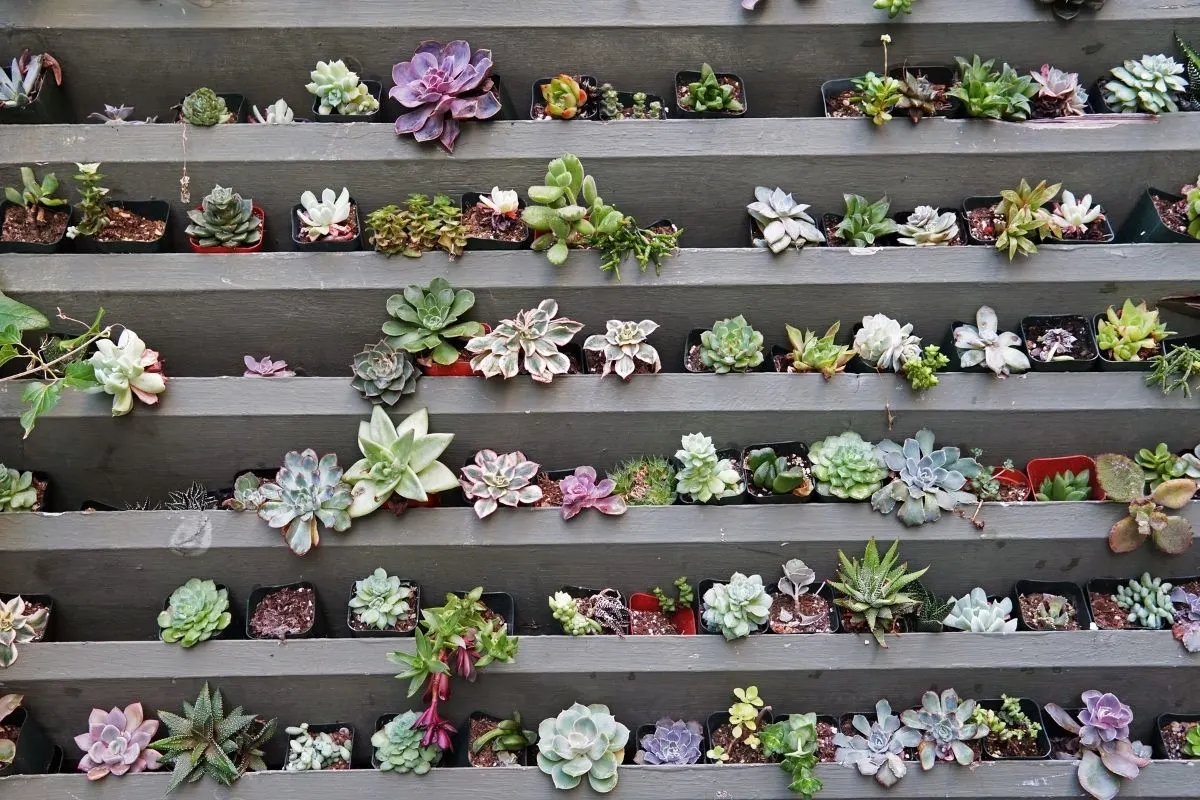 colorful succulent wall