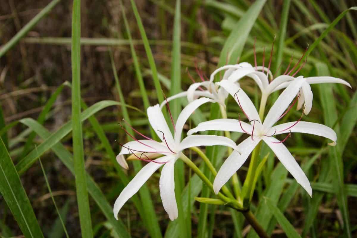 swamp lily