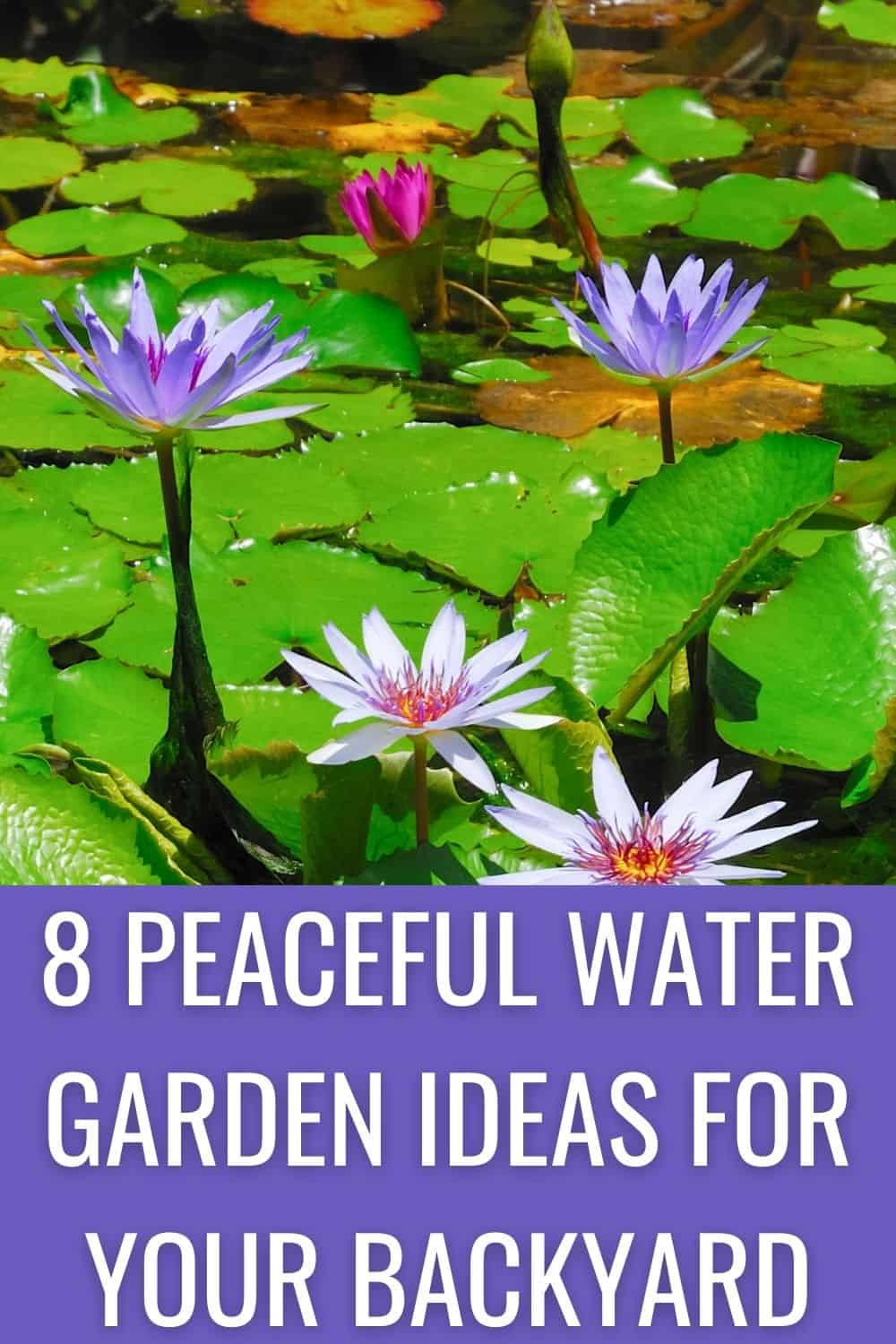 8 peaceful water garden ideas for your backyard