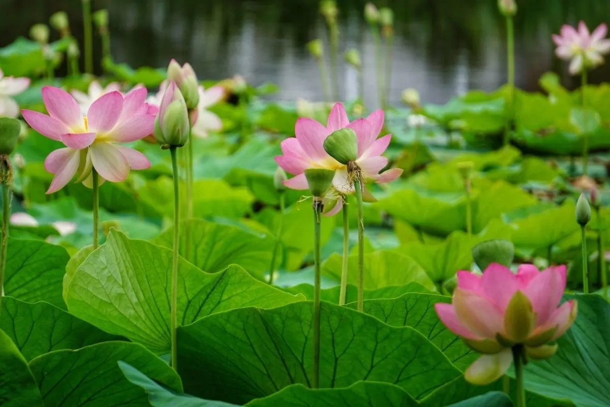 water garden plants