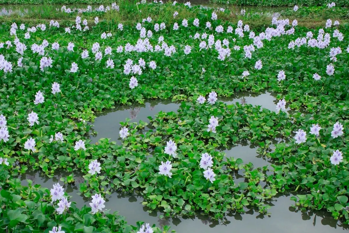 water hyacinth flowers