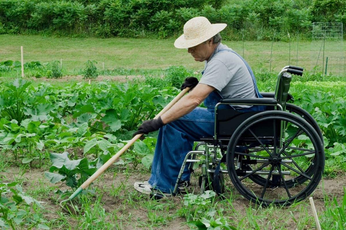 man weeding from wheelchair